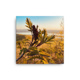 Nature Photography by Maxwell Alexander – Canvas Photo Print