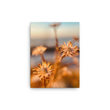 Fine Art Nature Photography by Maxwell Alexander