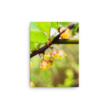 Fine Art Nature Photography by Maxwell Alexander – Canvas Print