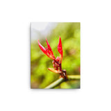 Fine Art Nature Photography by Maxwell Alexander – Canvas Print