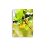 Fine Art Nature Photography by Maxwell Alexander – Canvas Print