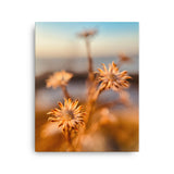 Fine Art Nature Photography by Maxwell Alexander