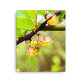 Fine Art Nature Photography by Maxwell Alexander – Canvas Print