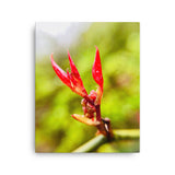 Fine Art Nature Photography by Maxwell Alexander – Canvas Print