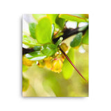 Fine Art Nature Photography by Maxwell Alexander – Canvas Print