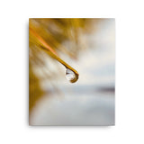 Fine Art Nature Photography by Maxwell Alexander – Canvas Print