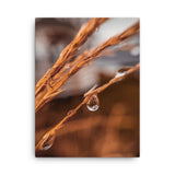 Fine Art Nature by Maxwell Alexander – Canvas Photo Print
