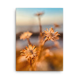 Fine Art Nature Photography by Maxwell Alexander