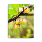 Fine Art Nature Photography by Maxwell Alexander – Canvas Print