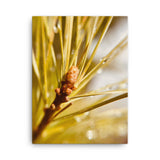 Fine Art Nature Photography by Maxwell Alexander – Canvas Print