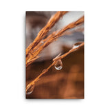 Fine Art Nature by Maxwell Alexander – Canvas Photo Print