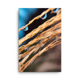 Fine Art Nature Photography by Maxwell Alexander – Canvas Print