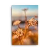 Fine Art Nature Photography by Maxwell Alexander