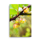 Fine Art Nature Photography by Maxwell Alexander – Canvas Print