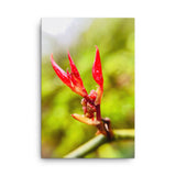 Fine Art Nature Photography by Maxwell Alexander – Canvas Print