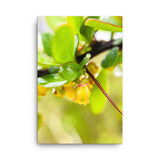 Fine Art Nature Photography by Maxwell Alexander – Canvas Print