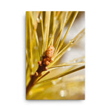 Fine Art Nature Photography by Maxwell Alexander – Canvas Print