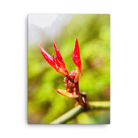 Fine Art Nature Photography by Maxwell Alexander – Canvas Print