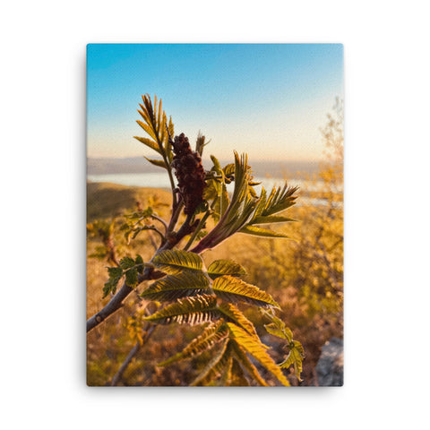 Nature Photography by Maxwell Alexander – Canvas Photo Print